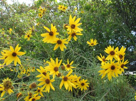 Kansas is the Sunflower State - Dyck Arboretum