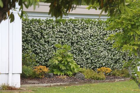 Trachelospermum jasminoides