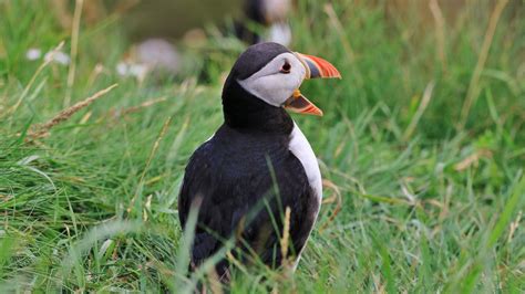 Wallpaper puffin, bird, beak, grasses, wildlife hd, picture, image