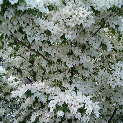 White Dogwood Full Bloom Free Stock Photo - Public Domain Pictures