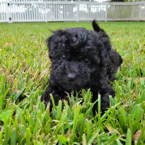 Black Maltipoo Puppies For Sale Archives - Michele's Puppies & Paws