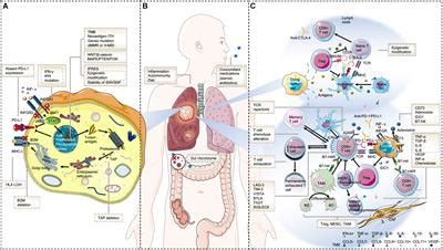 Frontiers | The Resistance Mechanisms of Lung Cancer Immunotherapy