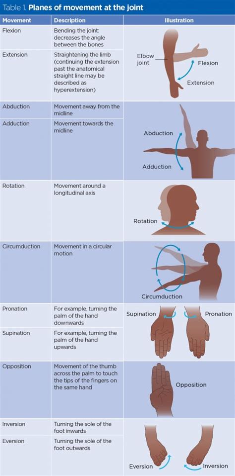 Skeletal system 2: structure and function of the musculoskeletal system | Nursing Times