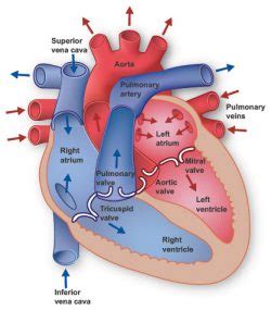 Heart Anatomy – In the world of anatomy