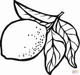 Lemon 10 coloring Page  Free Printable Coloring Pages sketch template
