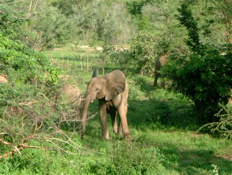 Animals of Burkina Faso