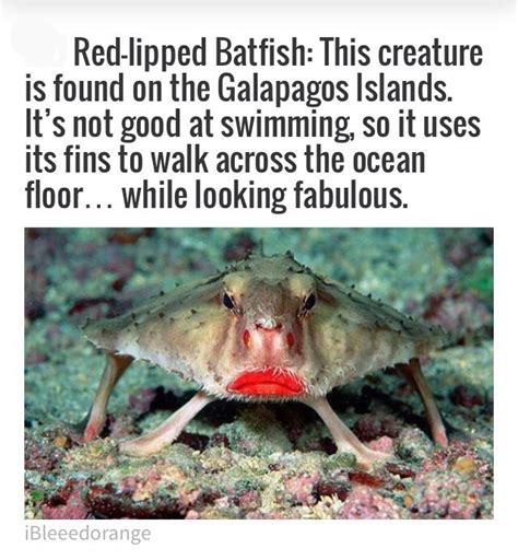 Red lipped Batfish | Fun facts, Daily fun facts, Funny facts