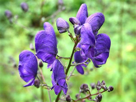 Wolfsbane: fictitous plant contains very real dangers