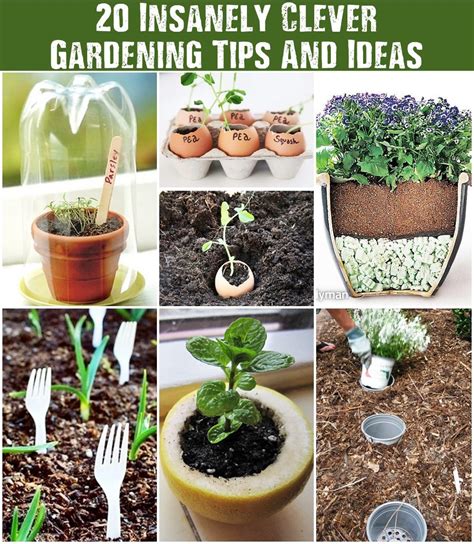 20 Insanely Clever Gardening Tips And Ideas - SHTF Prepping & Homesteading Central