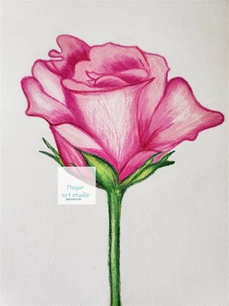 Rose Flower Bud Sketch Original Color Pencil Art/pink Red - Etsy