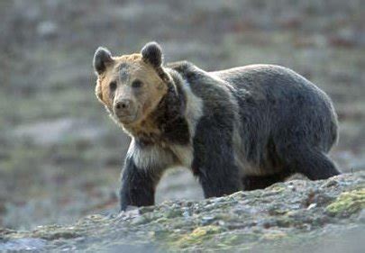 Tibetan Blue Bear | Animal Database | Fandom powered by Wikia