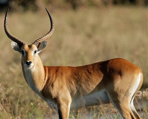 Common Lechwe Antelope — Bar H Bar Hunting