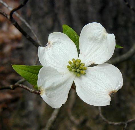 Dogwood Trees Bloom After Serviceberries – wildeherb.com