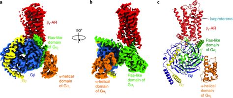 Cryo-EM structure of the complex of isoproterenol-bound β1-AR and ...