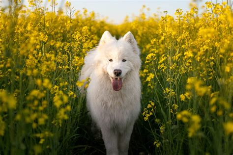 Most Beautiful Dog Breeds: Top 5 Gorgeous Canines Most Recommended By Experts