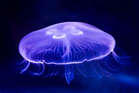 Moon Jellyfish Facts - CRITTERFACTS