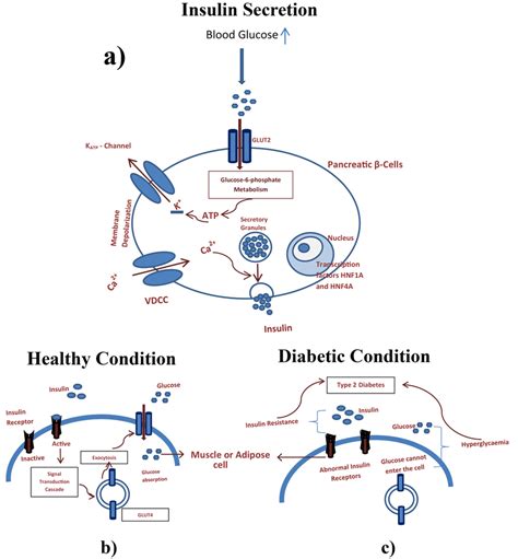 Pathophysiology Of Diabetes Mellitus