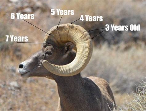 bighorn growth chart - Bighorn Sheep Hunting - CouesWhitetail.com Discussion forum