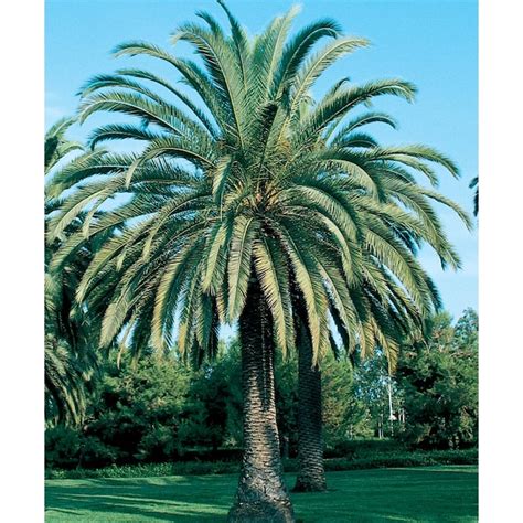 Silver Date Palm at Lowes.com