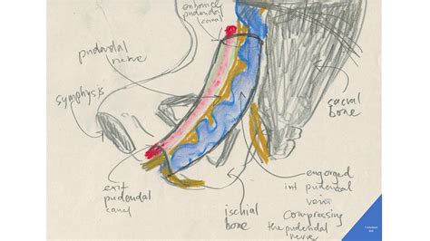 Pudendal Nerve Area