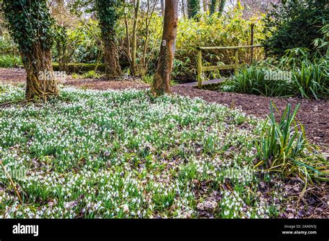 Snowdrops at Welford Park in Berkshire Stock Photo - Alamy