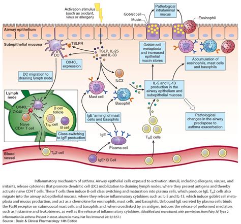 Inflammatory Pathway