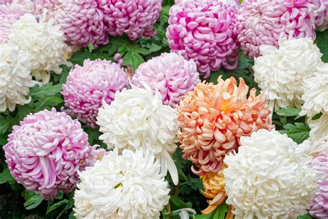 Chrysanthemum Plant Care