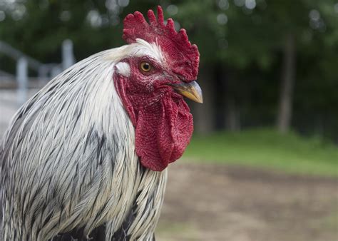 Roosters 101: The truth about rooster care and responsibility - NHSPCA