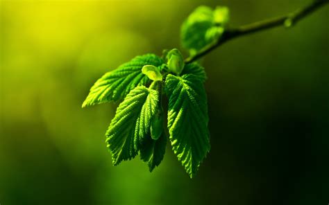 Green Nature Leaves Macro Depth - [1920 x 1200]