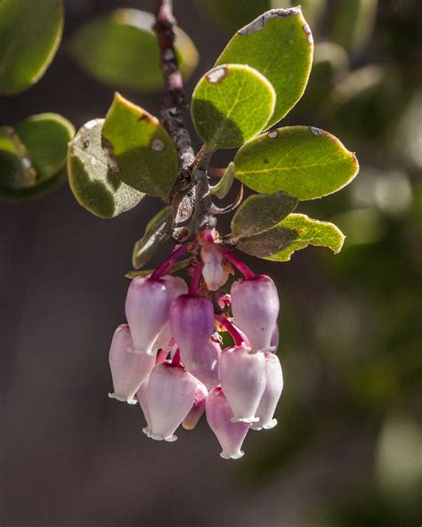 Pointleaf Manzanita