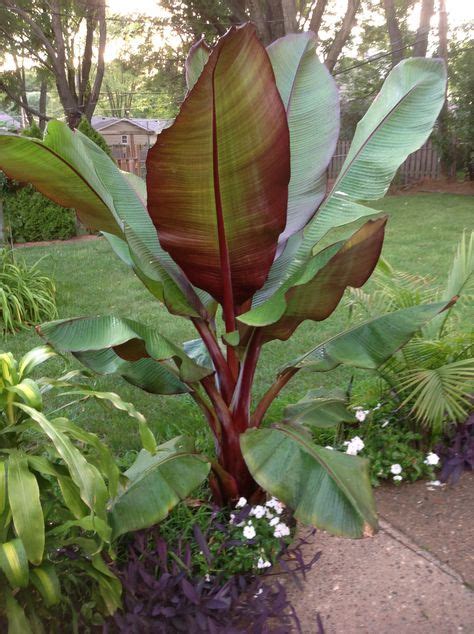 Banana trees are beautiful, but they're a lot of work | Banana trees landscape, Red banana tree ...