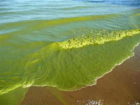 Environmental group says Gov. Whitmer's plan to reduce harmful algal ...