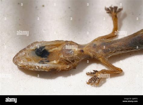 A top view of a Schlegel's Japanese gecko lying on a white surface Stock Photo - Alamy