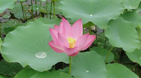 Lotus Leaves-Lotus Seeds, कमल के बीज in Chengalpattu , Senki Enterprises | ID: 22608678588