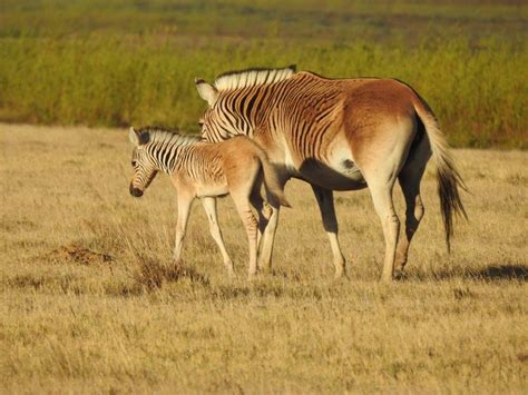 4 Juin 1984 – Clonage d'ADN – séquences d'ADN de quagga, un membre éteint de la famille des ...