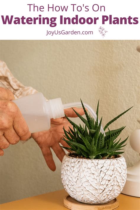 Watering Indoor Plants, A Complete Guide | Joy Us Garden