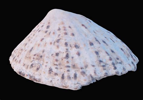 Limpet Sea Shell | CGTrader