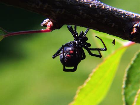 5 black widow spiders habitat in Biological Science Picture Directory ...