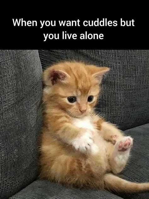 I Need Cuddles. Where are my Cuddles? : r/memes