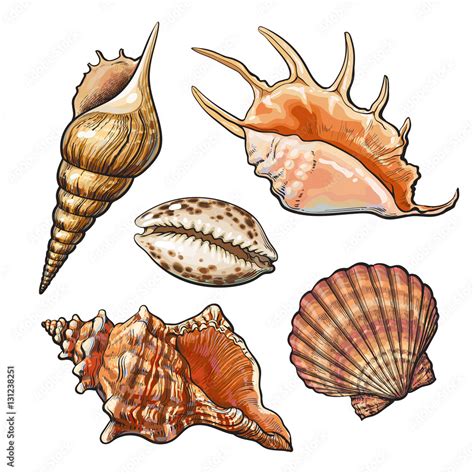 Set of various beautiful mollusk sea shells, sketch style illustration ...