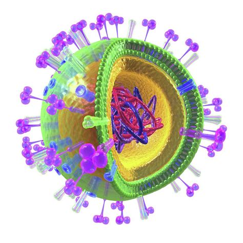 Gambar Struktur Virus Influenza