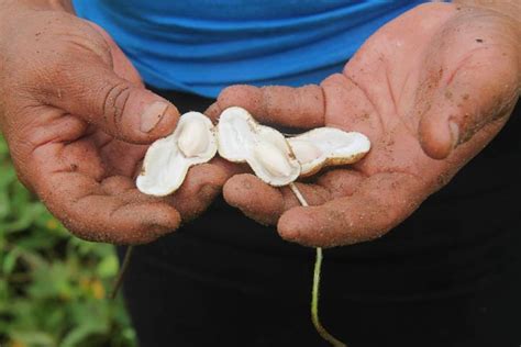 How to Grow Your Own Peanuts: Planting & Growing Tips | The Old Farmer's Almanac