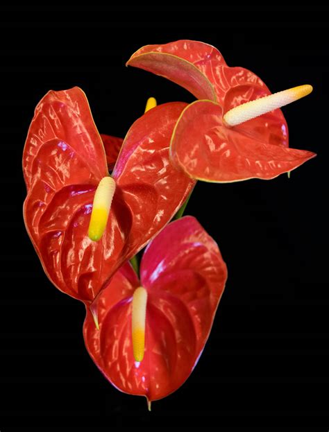 Red Anthuriums - Gecko Farms Hawaii Leis & Fresh Tropical Flowers