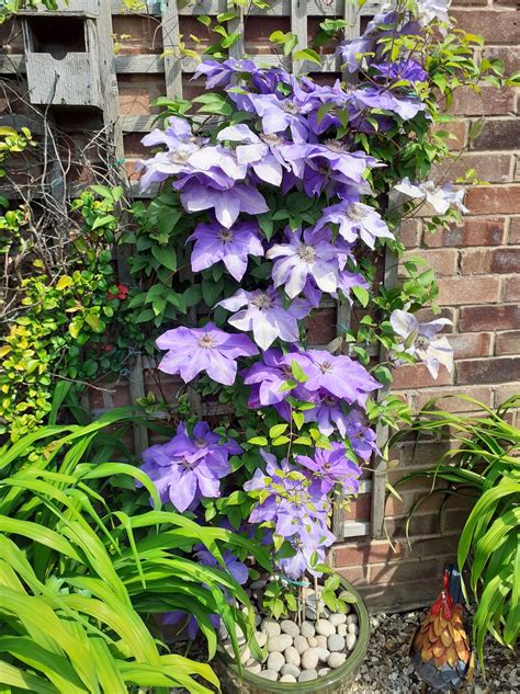 Clematis – Second star to the right