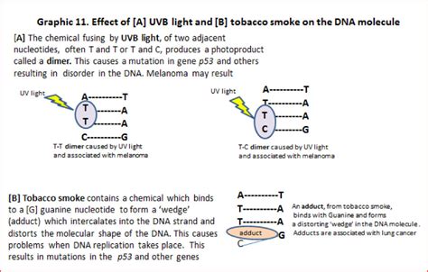 Section 4: What causes mutations? More details | British Society for Cell Biology