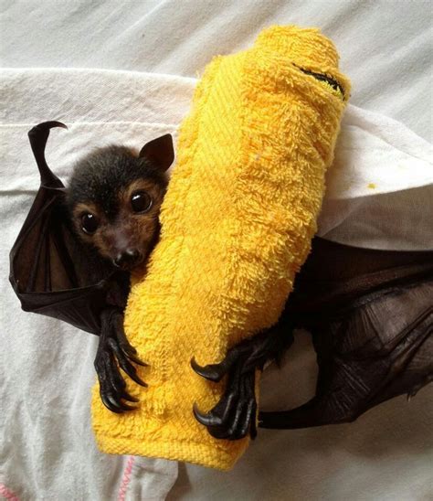 Sign up | Baby bats, Cute animals, Cute bat