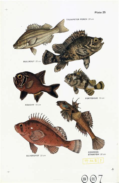 Field guide to the common sea & estuary fishes of non-tropical Australia (Plate 25) | Living ...