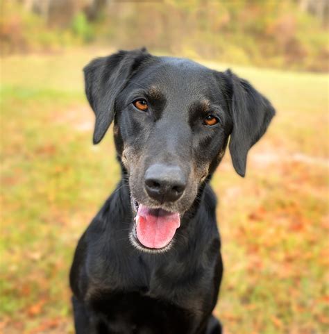 Greyhound Lab Mix - Your Complete Guide To The Greyador | Best dogs, Dogs, Outside dogs