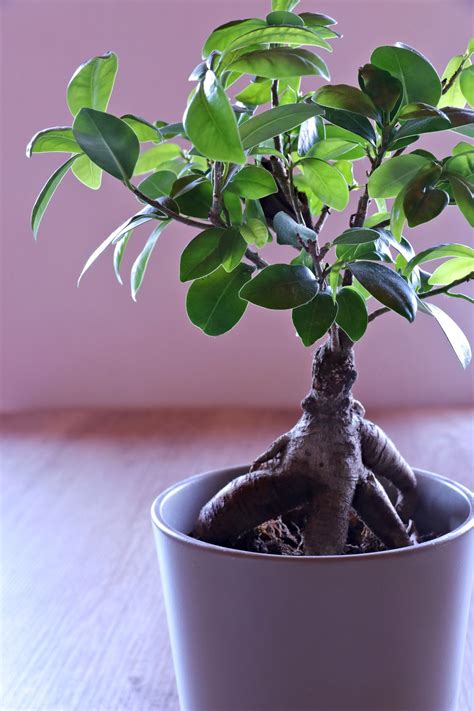 Ficus Microcarpa Bonsai