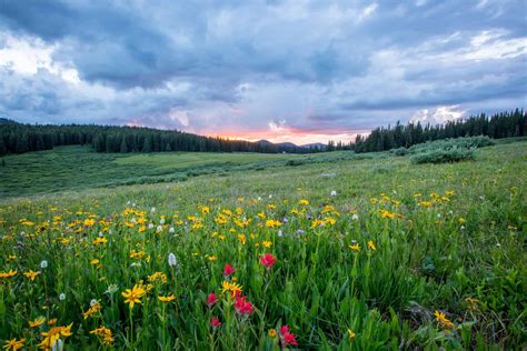 Wildflower Garden ( In 10 Easy Steps ) » Off Grid Grandpa